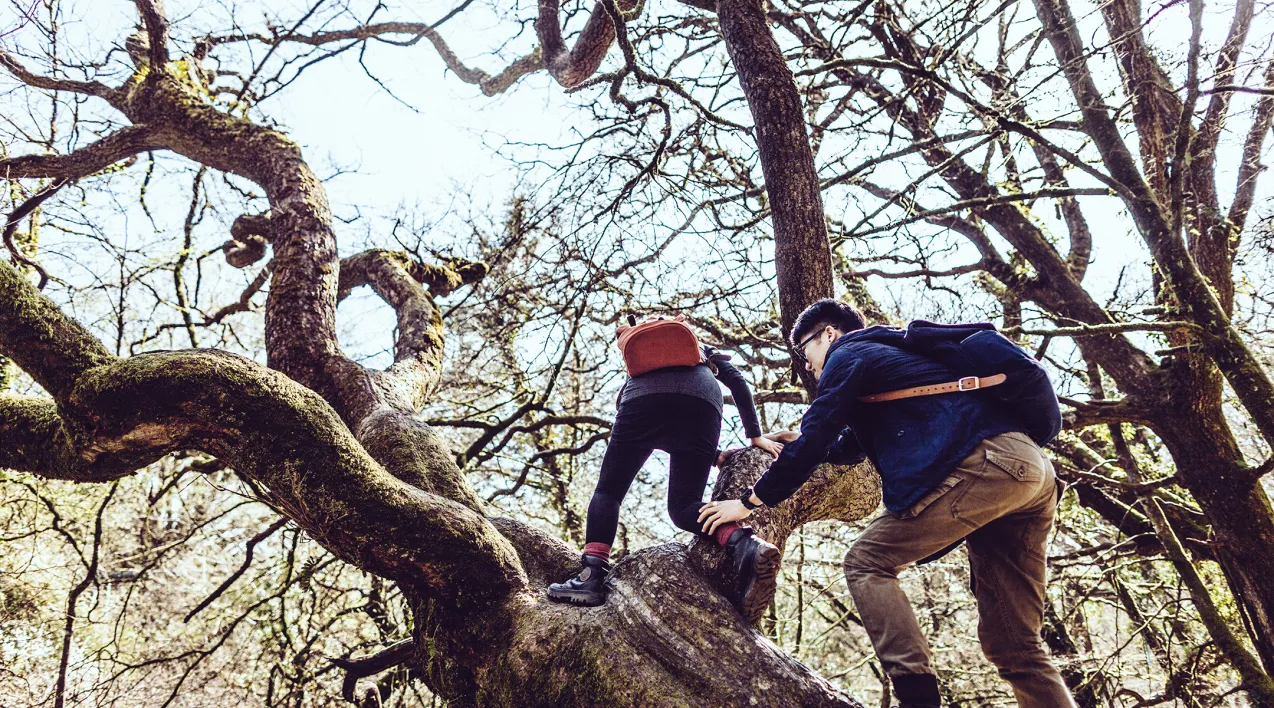 Two people climb a large tree.